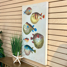 Load image into Gallery viewer, Fish Canvas Art
