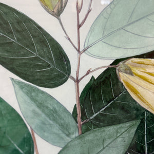 Gold Framed Botanical II