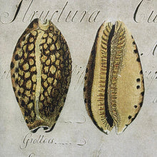 Load image into Gallery viewer, Shells On Canvas I
