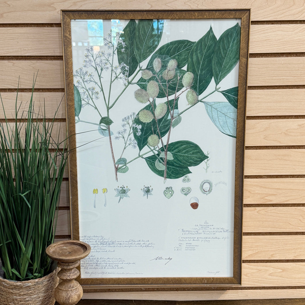 Gold Framed Botanical III