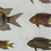 Load image into Gallery viewer, Peter Beeker &#39;Chromolithograph Fish I&#39;
