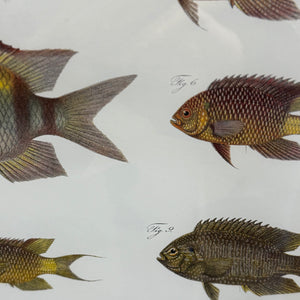 Peter Beeker 'Chromolithograph Fish I'