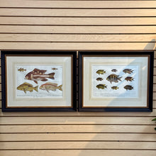 Load image into Gallery viewer, Peter Beeker &#39;Chromolithograph Fish I&#39;
