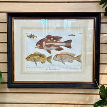 Load image into Gallery viewer, Peter Beeker &#39;Chromolithograph Fish II&#39;
