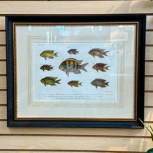 Load image into Gallery viewer, Peter Beeker &#39;Chromolithograph Fish I&#39;
