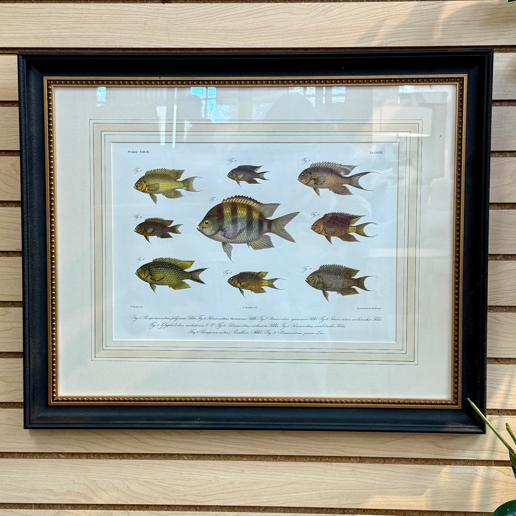 Peter Beeker 'Chromolithograph Fish I'