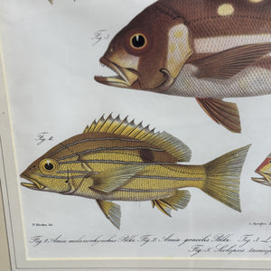 Peter Beeker 'Chromolithograph Fish II'