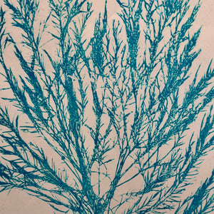 Seaweed II Framed Art