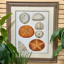 Load image into Gallery viewer, Sea Urchin Framed Art
