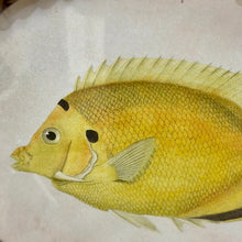 Load image into Gallery viewer, Oval Fish Print IV Art
