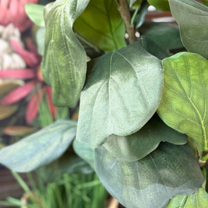 NDI Fiddle Leaf Tree