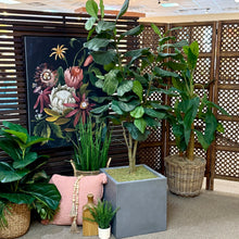 Load image into Gallery viewer, NDI Fiddle Leaf Tree
