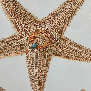 Starfish Framed Art