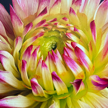 Load image into Gallery viewer, Dahlia Canvas
