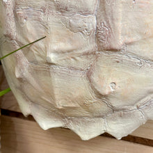 Load image into Gallery viewer, White Turtle Shell Decor
