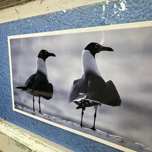 Distressed Frame Seagull Art