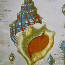 Load image into Gallery viewer, Shell Canvas Art

