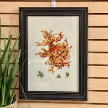 Load image into Gallery viewer, Framed Coral Art II
