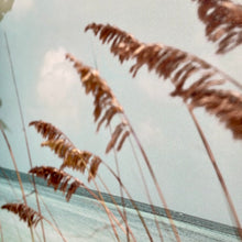 Load image into Gallery viewer, Sea Oats In The Wind Canvas
