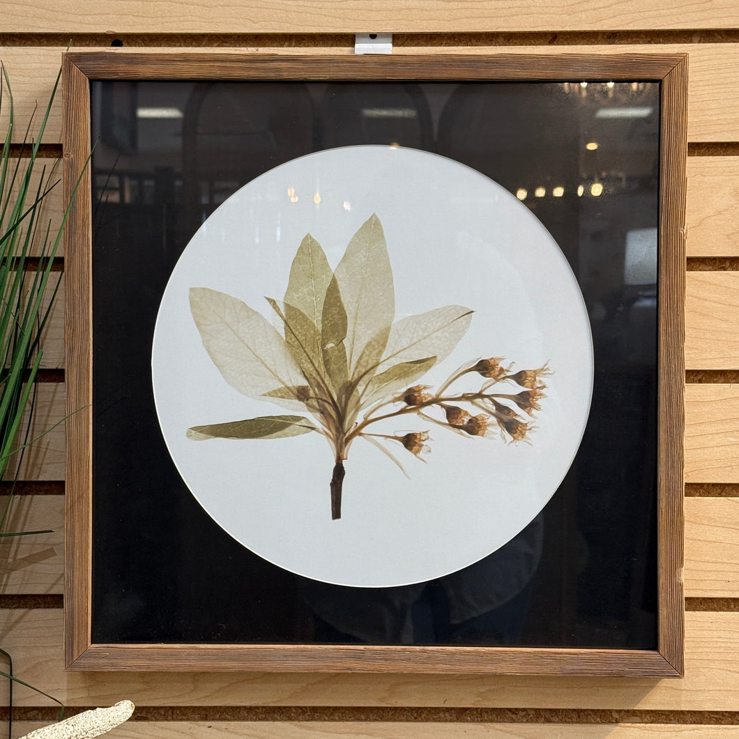 Leaf  Framed Art