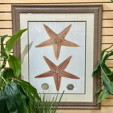 Load image into Gallery viewer, Starfish Framed Art
