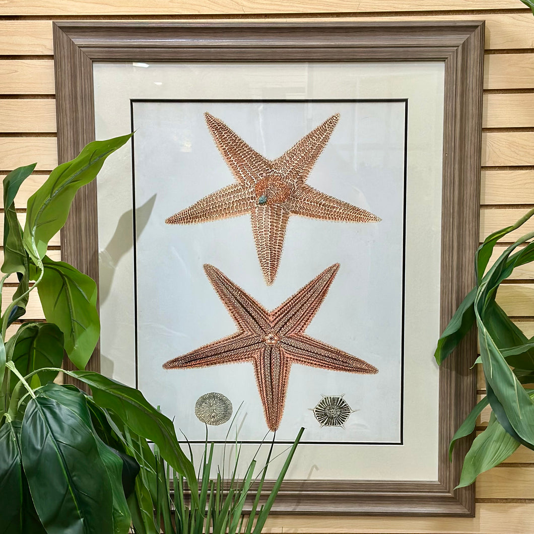 Starfish Framed Art