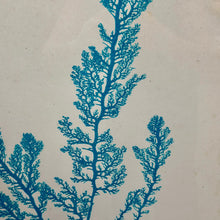 Load image into Gallery viewer, Seaweed I Framed Art
