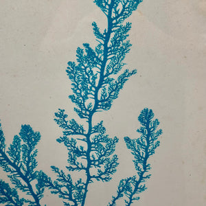Seaweed I Framed Art