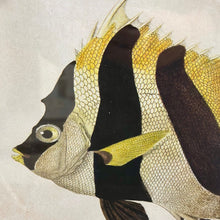 Load image into Gallery viewer, Oval Fish Print VI Art
