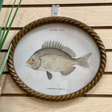 Load image into Gallery viewer, Oval Fish Print I Art
