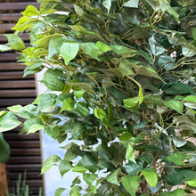 Load image into Gallery viewer, Faux Ficus In Blk Pot
