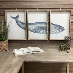 Framed Whale Triptych