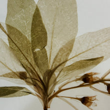 Load image into Gallery viewer, Leaf  Framed Art

