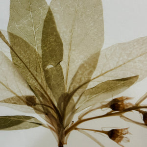 Leaf  Framed Art