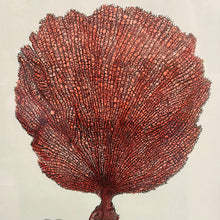 Load image into Gallery viewer, Coral Framed Art I
