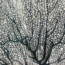 Load image into Gallery viewer, Sea Fan Art
