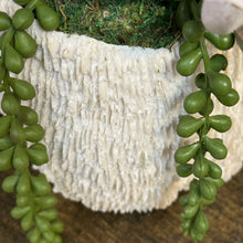 Load image into Gallery viewer, Succulent In Text. White Bowl II
