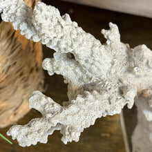 Load image into Gallery viewer, Ivory Sea-Life on Stand

