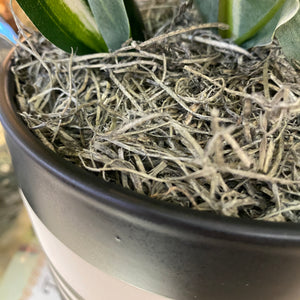 Plant In Black Striped Pot