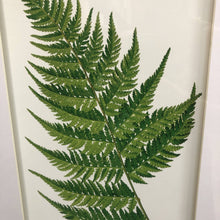 Load image into Gallery viewer, Fern Study I
