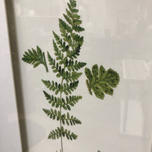Load image into Gallery viewer, Fern Study II
